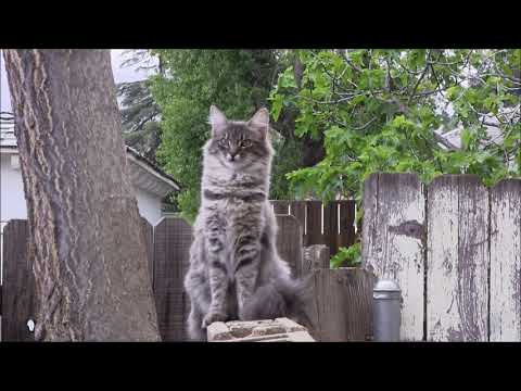 The Ultimate kitty Photo-bomb!