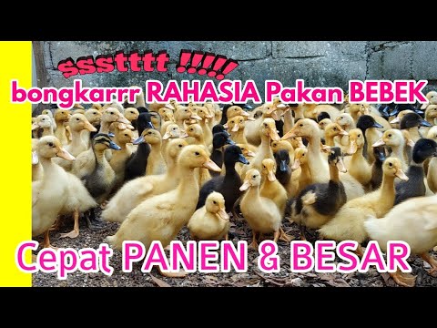 Video: Apa Yang Harus Dimasak Dari Bebek Gemuk?