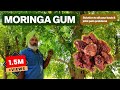 Moringa Gum Benefits | How To Make Moringa Gum