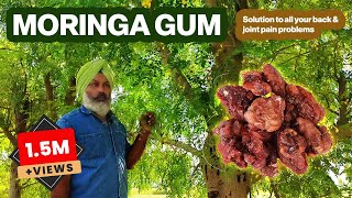 Moringa Gum Benefits | How To Make Moringa Gum