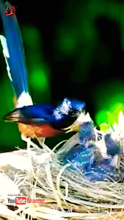 sarang burung MURAI BATU di alam liar Beginilah INDUK burung MURAI meloloh anaknya #muraibatu