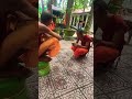 Con chó làm biến và dơ bận  nhất trong chùa phù ly bình minh Vĩnh Long #funny #animals #pets