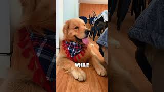 Your Dog Isn’t Smiling… Here’s Why Its Tongue Is Out! 🐶 #shorts