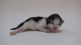 ノルウェージャンフォレストキャットの子猫Cattery FANTARJA by Yumiko Sotozaki 82 views 9 months ago 1 minute, 16 seconds