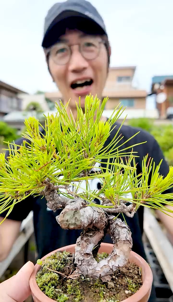 大盆栽まつりの購入品紹介！三島さん編【盆栽Q】 #juniper #pine