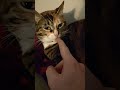Sleeping Kitty