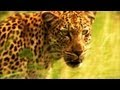 Leopard Hunt and Monkey Reactions