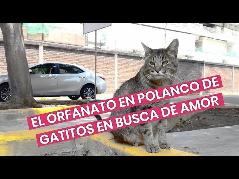 Video: El Abuelo Durmiente Recauda Más De $ 20,000 Para Un Refugio Para Gatitos Con Necesidades Especiales