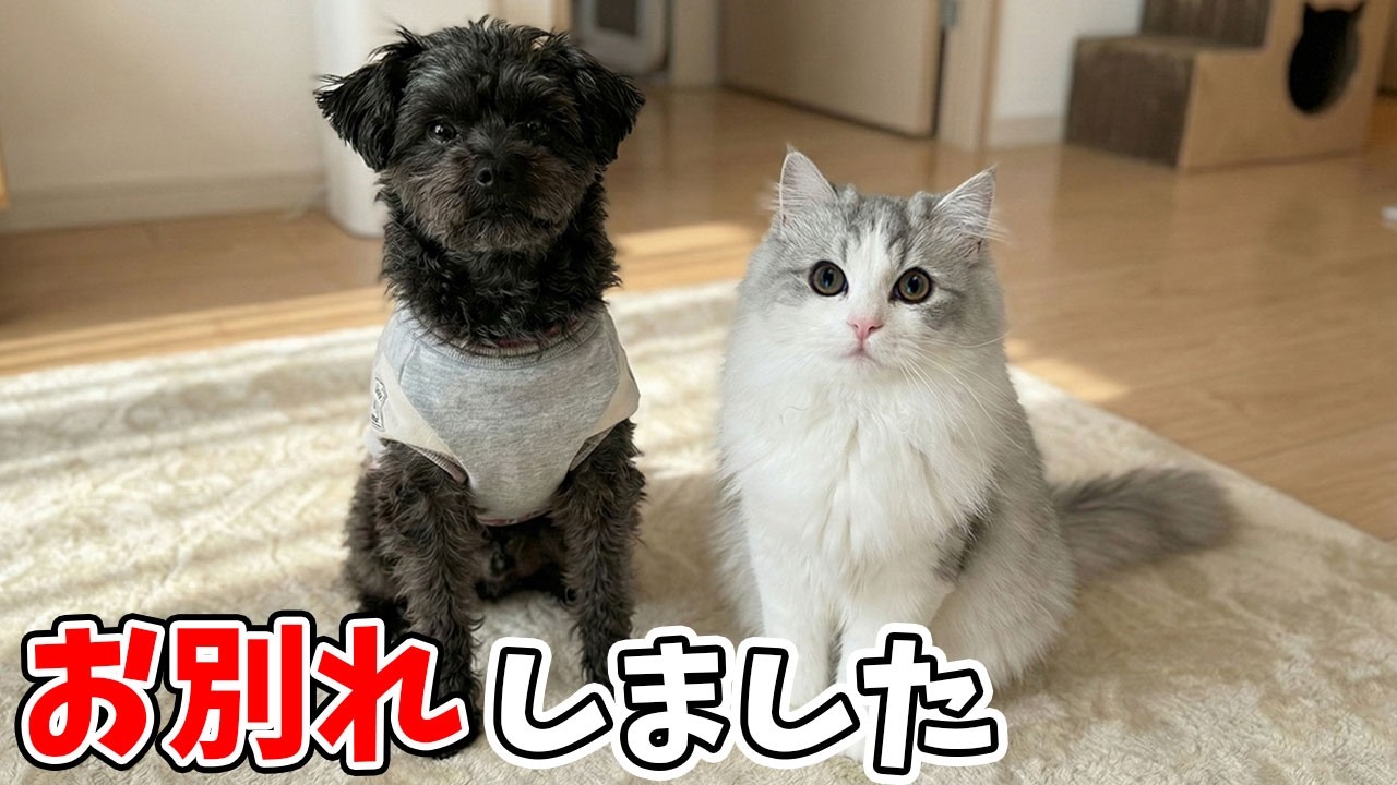犬の親友とお別れした子猫がまさかのこうなった…涙