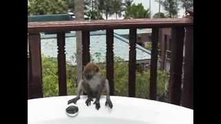 Обезьяны в джакузи. Centara Grand Beach Resort &amp; Villas. Krabi