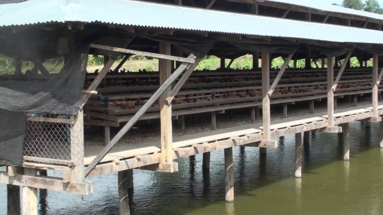 Catfish Farming-Integrated Fish Farming System - Agric Farming