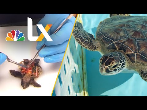 Why Plastics Are Harming Baby Sea Turtles and Marine Life | LX