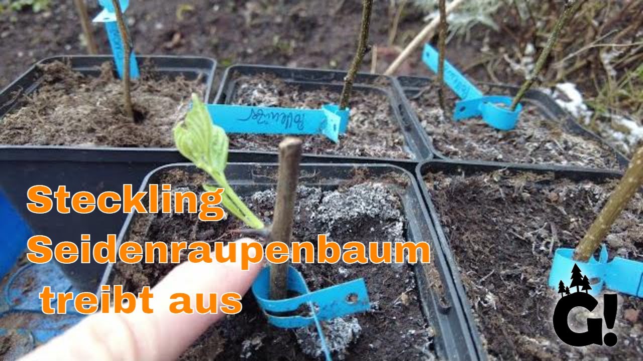 Maclura-Steckling treibt aus: Ist er schon bewurzelt?