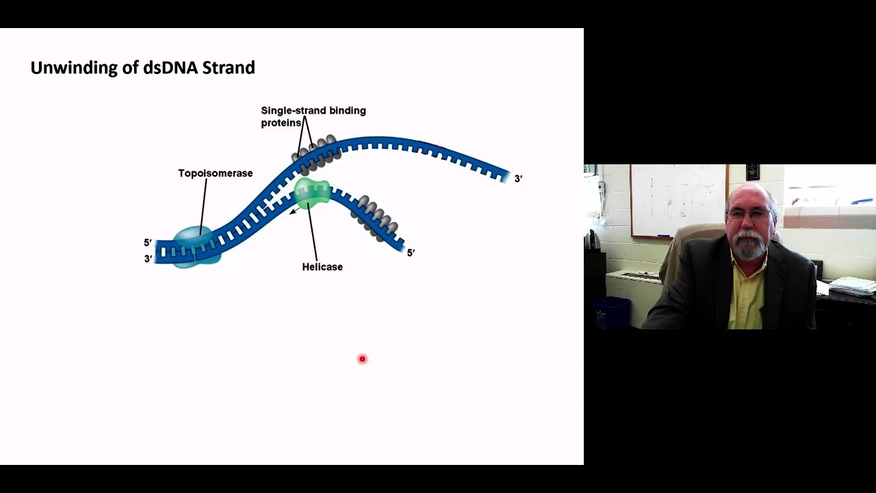 GG   DNA Replication Part 2