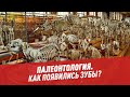 Палеонтология. Как появились зубы?