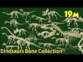 Study dinosaur bone fossils|What shape are dinosaur bones?|What did the dinosaurs eat?|공룡의 뼈 화석 모음집