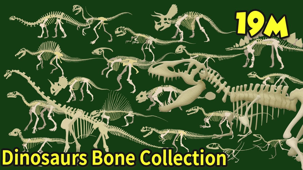 Study dinosaur bone fossils|What shape are dinosaur bones?|What did the dinosaurs eat?|공룡의 뼈 화석 모음집