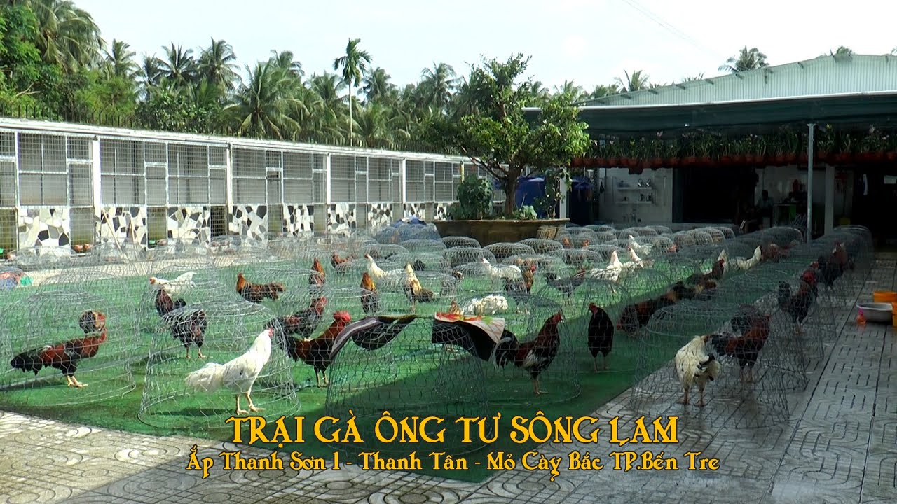 Trại Gà Ô TƯ SONG LAM