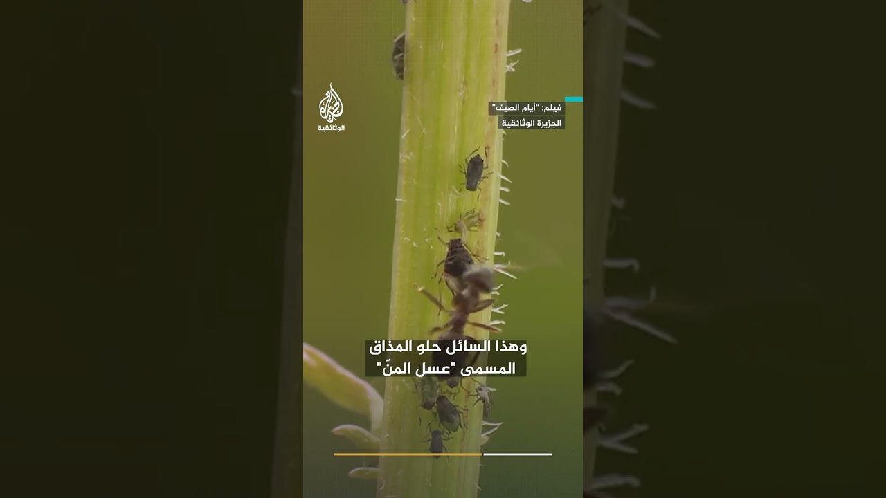 ليس من صنع النحل… بل ثمرة تحالف غريب بين حشرة ونملة. شاهد كيف يُنتَج عسل المنّ.