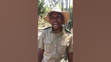 Thumbnail of The language of Xhosa, totally cryptic but couldn't sound cooler!