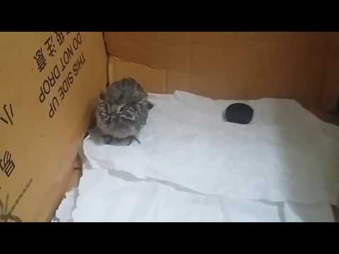 Canal JDB. Rescatando un pichon caido del nido. tampa