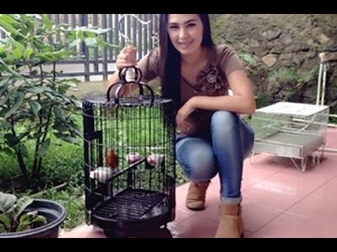 Suara Burung Trucukan Masteran Trucukan Gacor Full Isian Kicau Hd