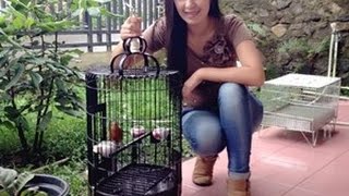 Suara Burung Trucukan Masteran Trucukan Gacor Full Isian Kicau HD
