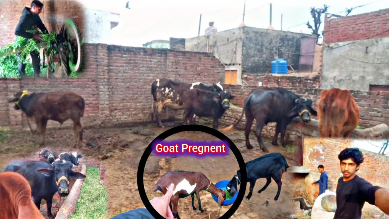 Janwaron Ki Tori Khatam Hogai || Pareshani Ban gi 🐐🐃