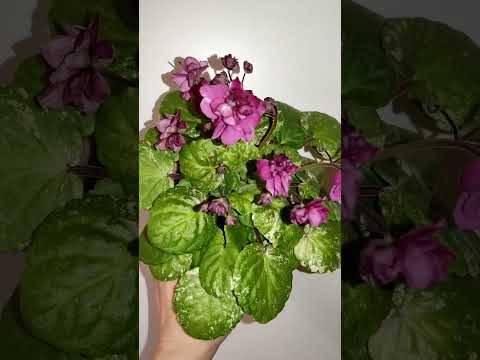 Ампельные фиалки. АН