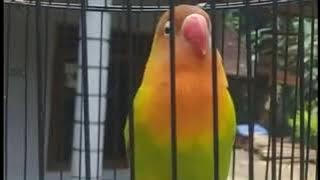 Pancingan burung lovebird 1jam NONSTOP | Masteran burung lovebirt 1jam NONSTOP