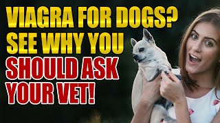 Viagra for dogs? Famous blue pill may treat potentially fatal eating ...