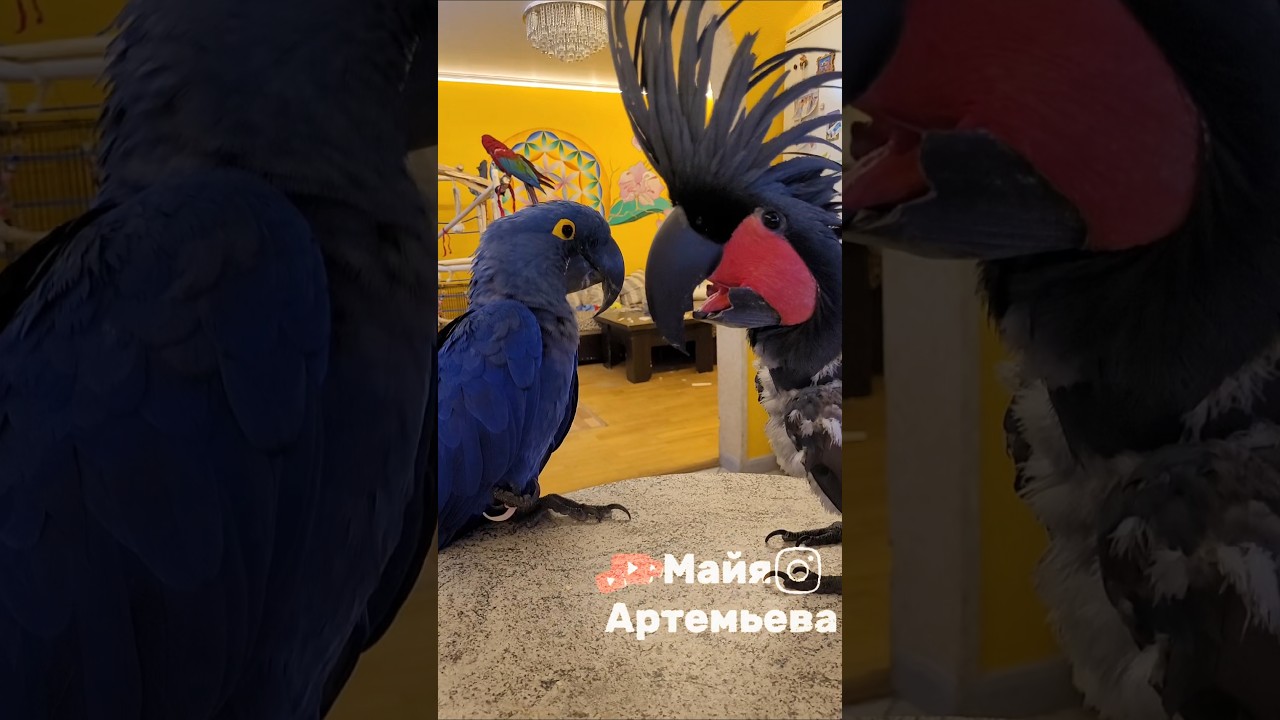 Оптимист и пессимист!