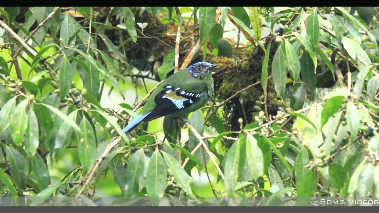 Green Cochoa | 5D Mark 4