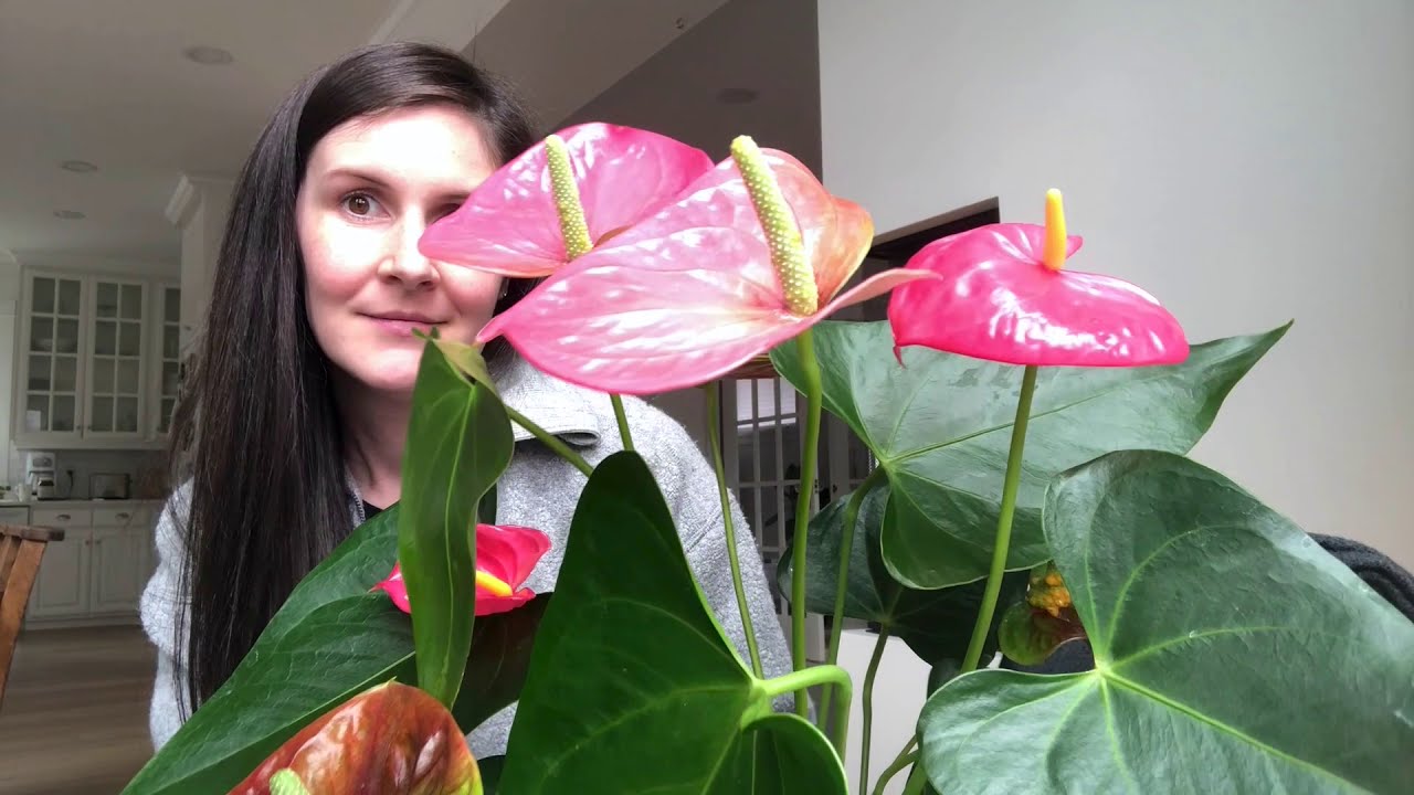 Growing anthurium houseplants