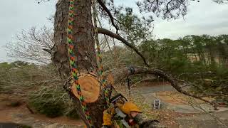 Pine tree removal on a speedline