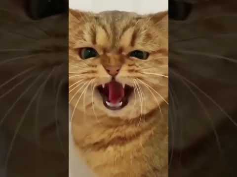 #cat