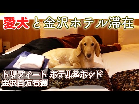 【トリフィートホテル&ポッド】金沢のど真ん中に愛犬と泊まれるホテルが誕生したので泊まってきた！