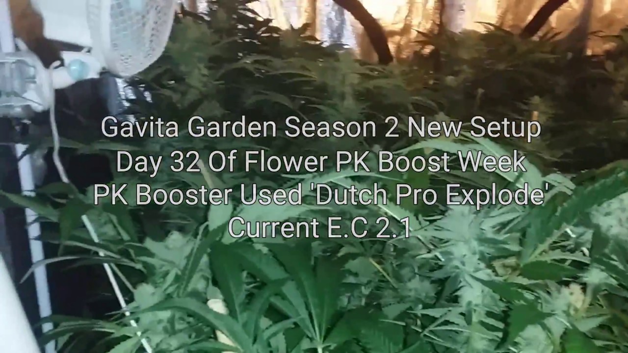 S:2 Day 32 Pineapple Express, Fast Buds Tangie'Matic, Incredible Bulk, Blue Dream Gavita Garden