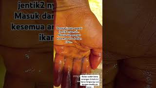 Bentuk lintah yang nempel di badan ikan. #kerapucantang #budidayaikan #lintah