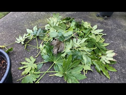 Video: Japon Fatsia: evde bakım. Fatsia Japonca'nın üremesi ve fotoğrafı