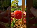 dice shaped tomato timelapse 🍅🎲 satisfying AI fruit mold #shorts