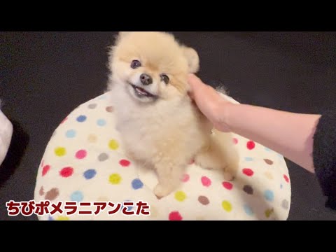 【可愛い😍】いちいち笑わせてくれるちびポメラニアン