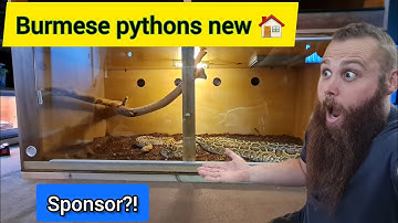 I build my Burmese python a new enclosure! Plus exciting news!