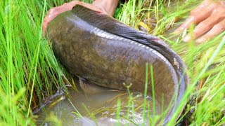 Hand Fishing Video 2025. Amazing Boy Is Catching Big Catfish From Under The Water Hyacinth.