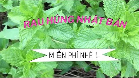 Rau húng quê ở Nhật miễn phí- Cuộc sống Việt Nhật