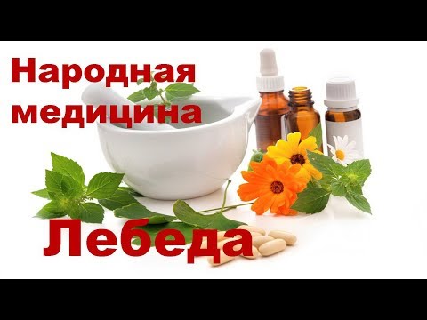 Лебеда польза и вред. Рецепты лечения