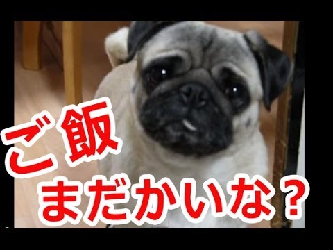 パグ犬おもしろ動画 チャッピー ご飯欲しいやろ 編 The Pug I Want To Eat Rice Youtube