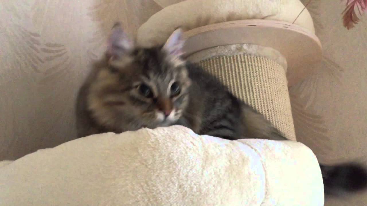 Zoo plus XXL cat tree being tested by Eisenstein the Siberian Tree cat