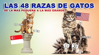 Las 48 Razas De Los Gatos En Todo El Mundo Ranking Del Gato Más Pequeño Al Más Grande