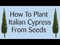 Comment propager un cyprs italien  partir de graines